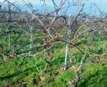 Система мінімального обрізування винограду передбачає менше внесень ботритицидів